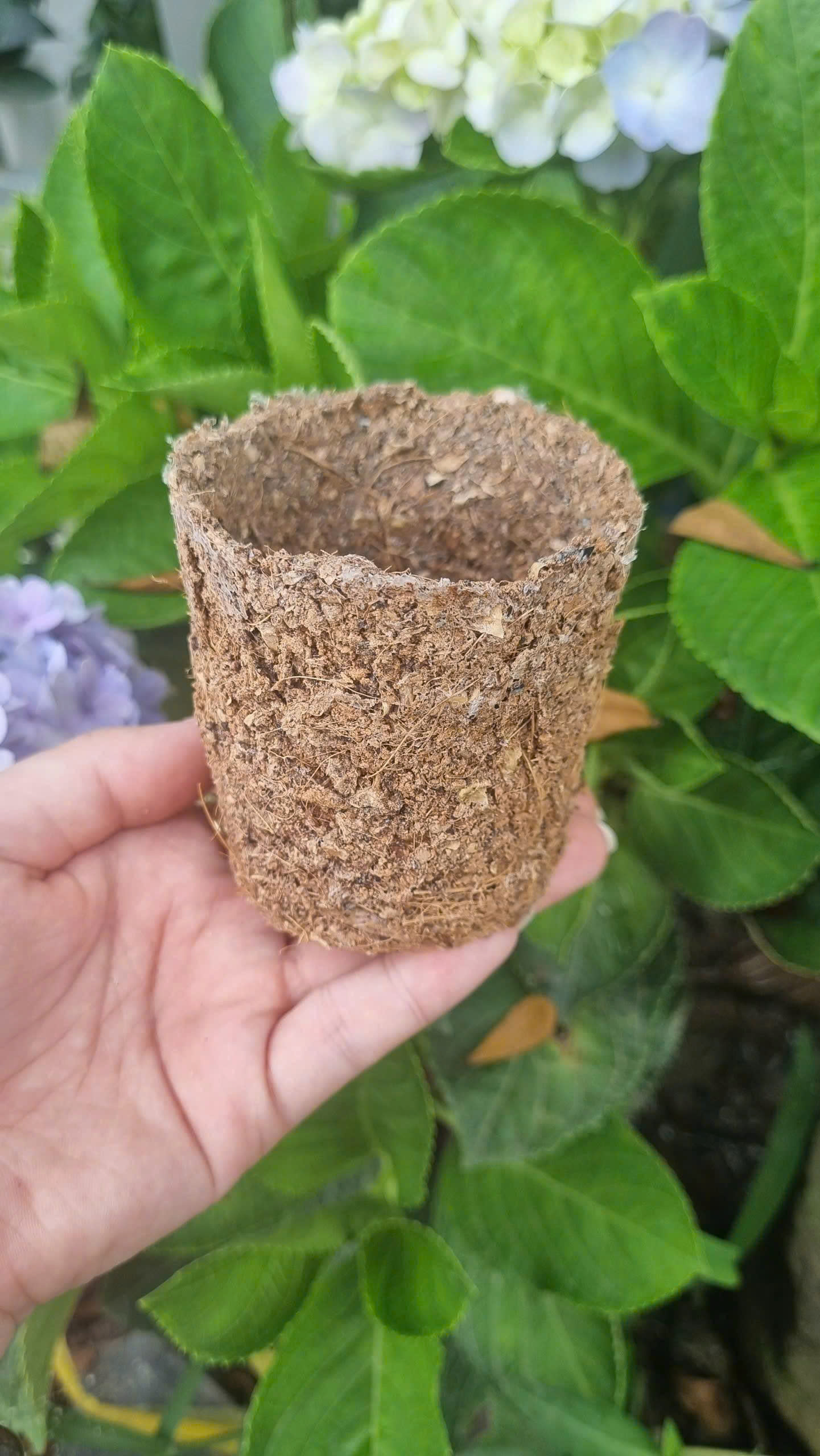 Chậu cây ECOLIA tự phân hủy từ lõi bắp với cây xanh đang phát triển